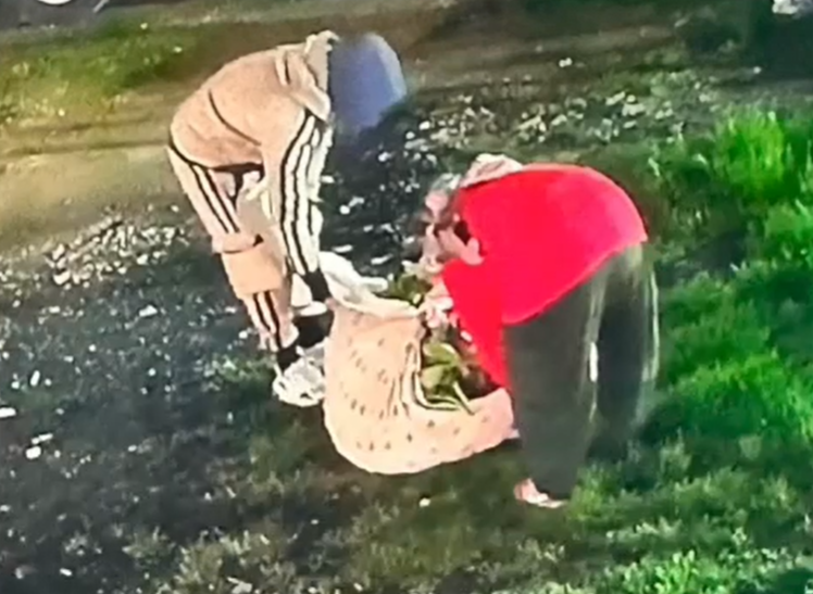 VIDEO Cinci persoane au furat mii de bujori în valoare de 20.000 de euro dintr-o seră din București