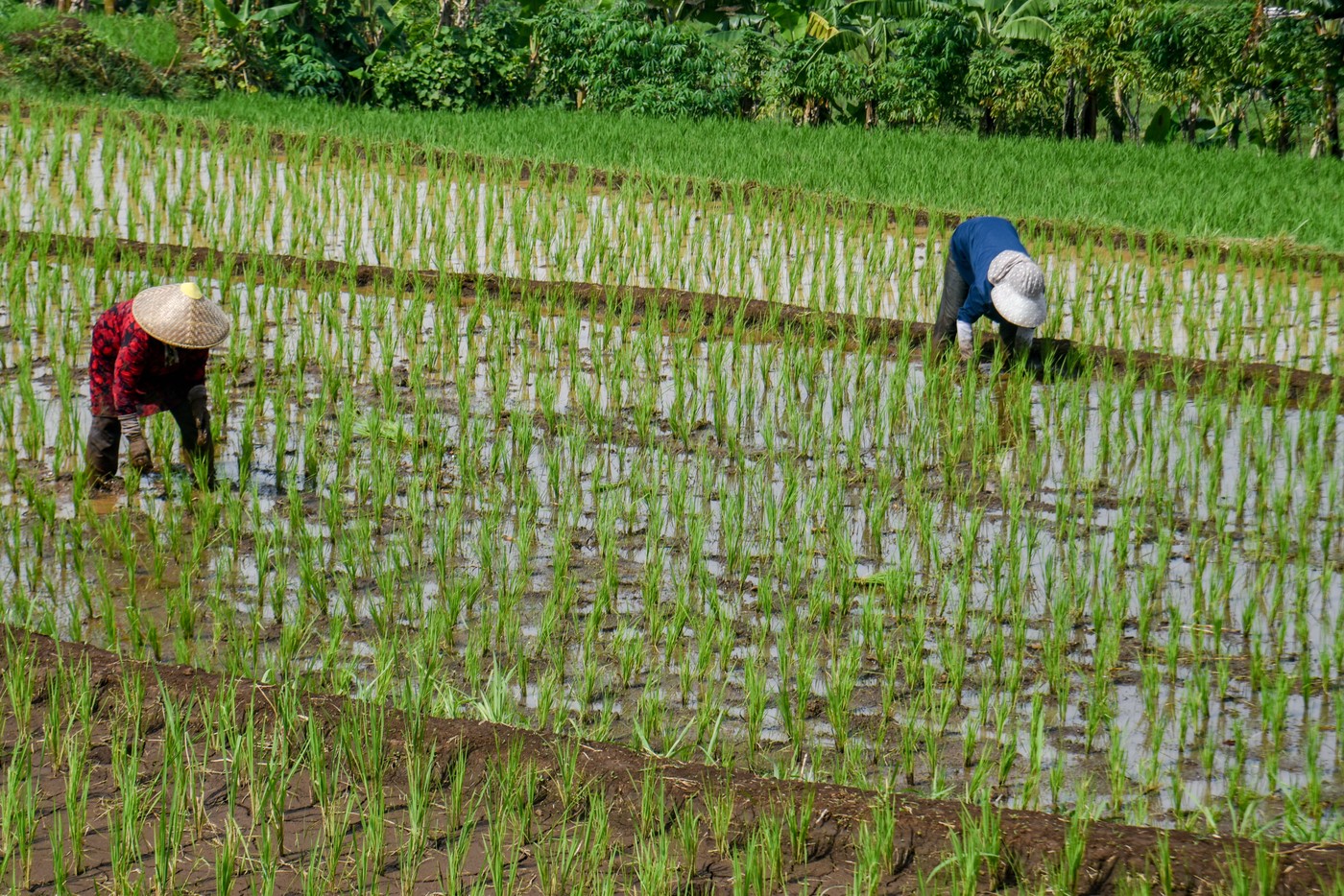 Criza combustibililor provocată de războiul din Iran ameninţă producţia de orez în Asia