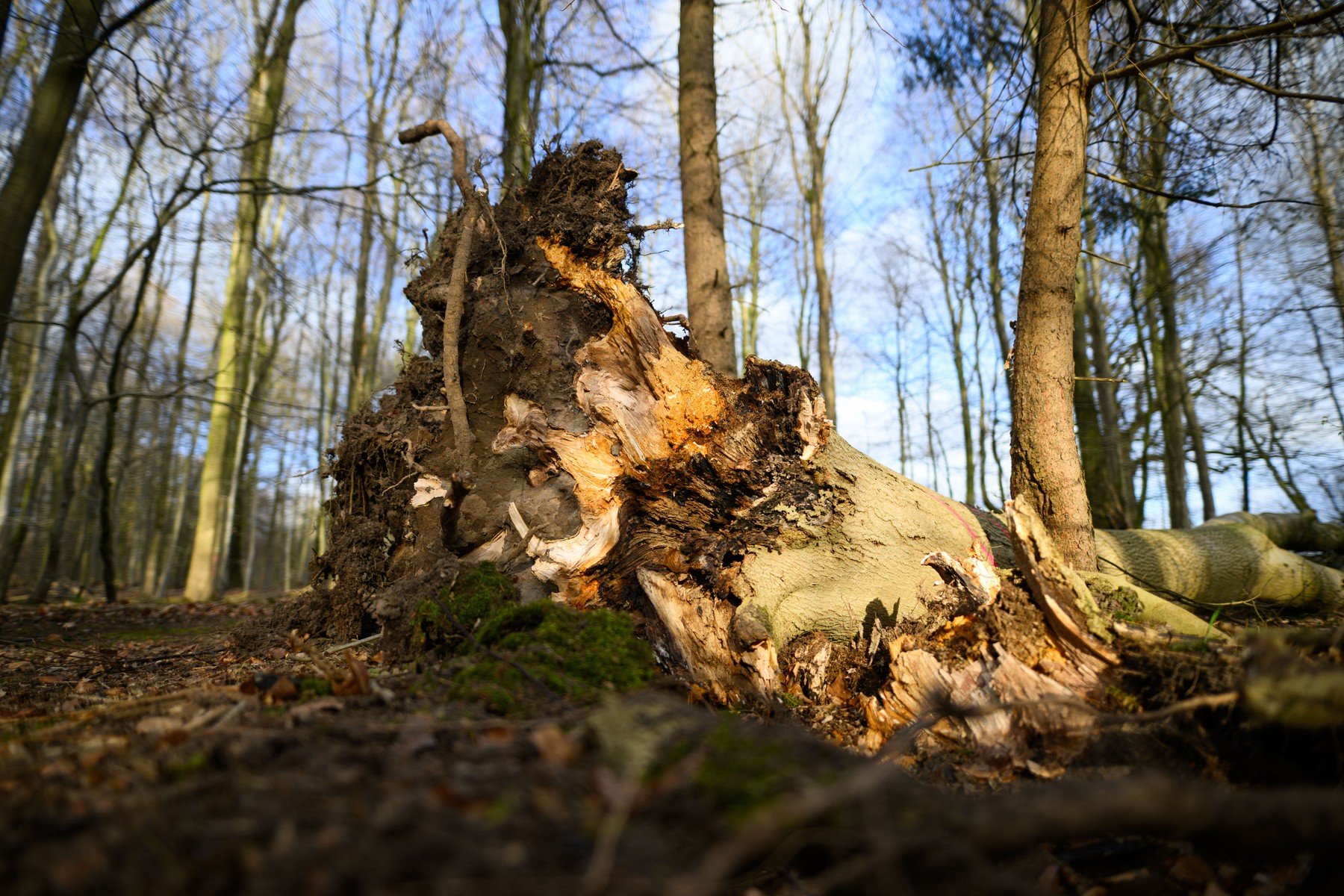 Tragedie în Germania. Trei persoane, între care o mamă și bebelușul ei, au murit după ce un copac doborât de vânt a căzut peste ei