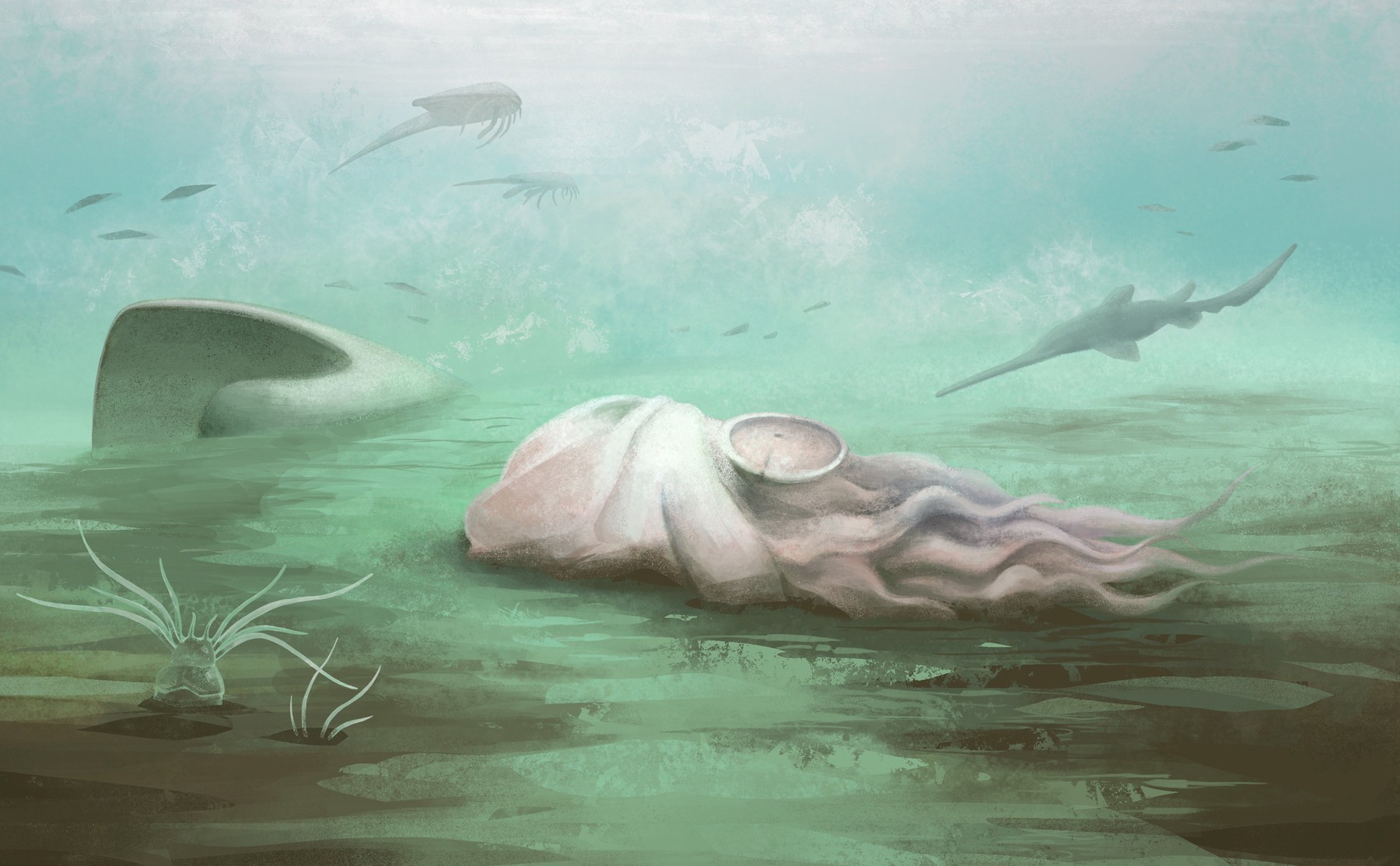 Mister vechi de 300 de milioane de ani, rezolvat. „Cea mai bătrână caracatiță” din lume este, de fapt, cu totul altceva