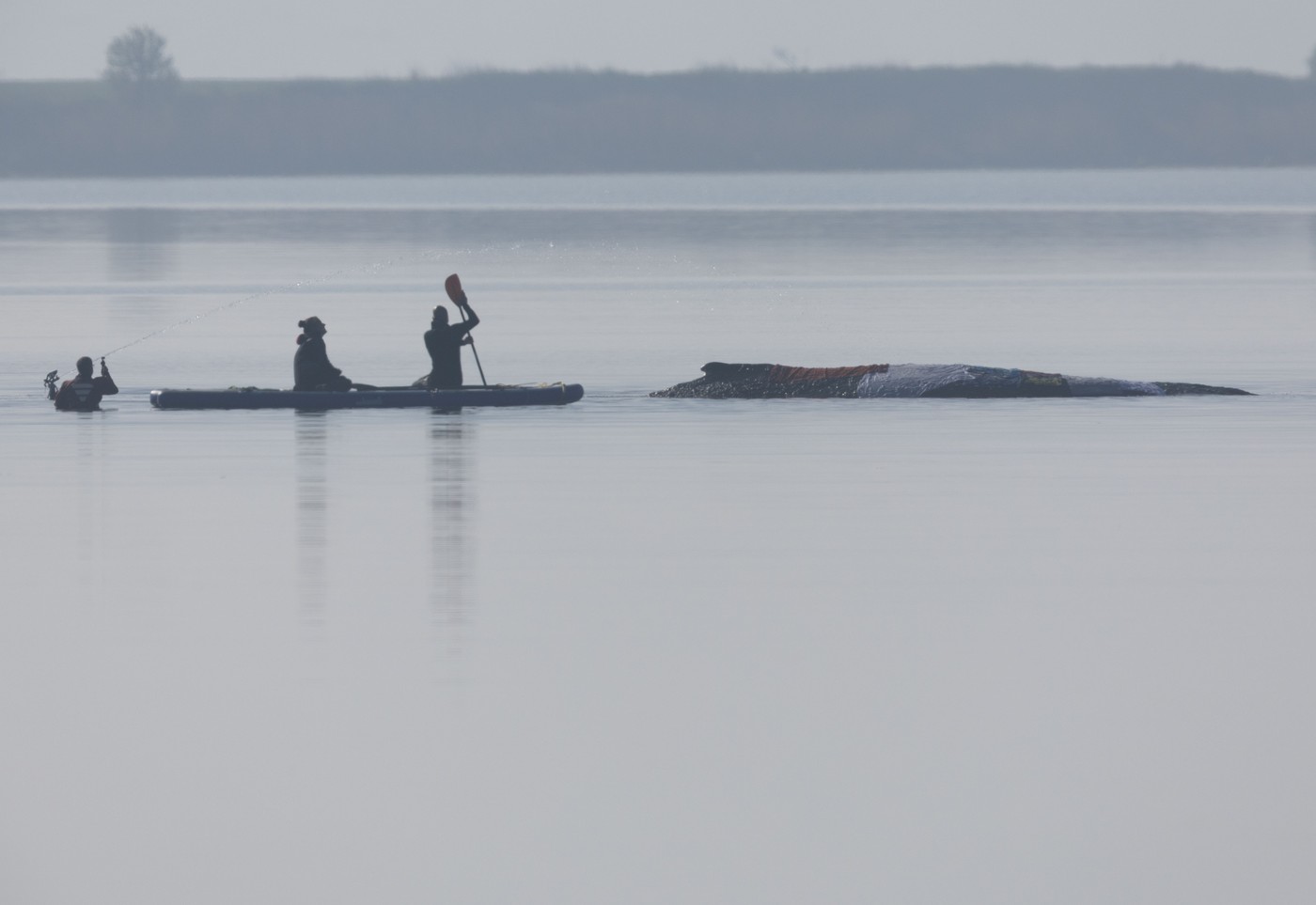 O ultimă șansă pentru balena împotmolită în Marea Baltică