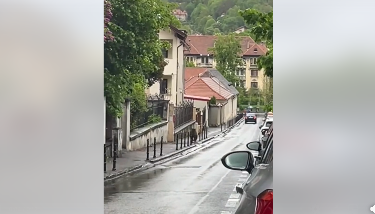 Urs în plin centru Brașov: când sălbăticiunea bate la ușa orașului