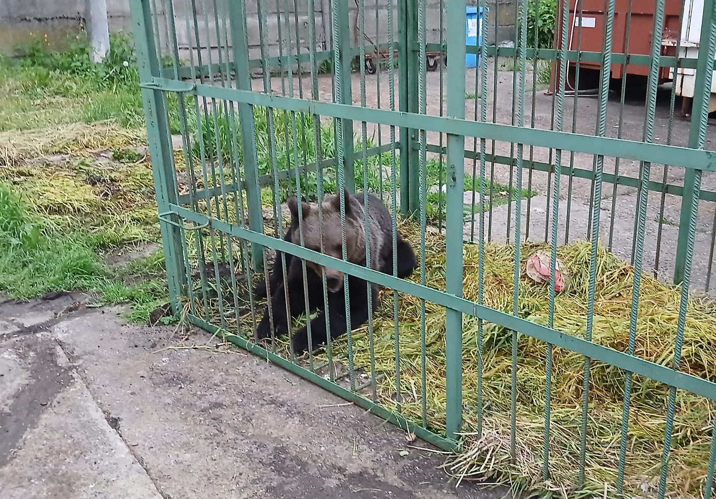 Un urs a fost capturat în incinta Şcolii de Poliţie din Câmpina, într-o cuşcă special amplasată. Animalul va fi relocat