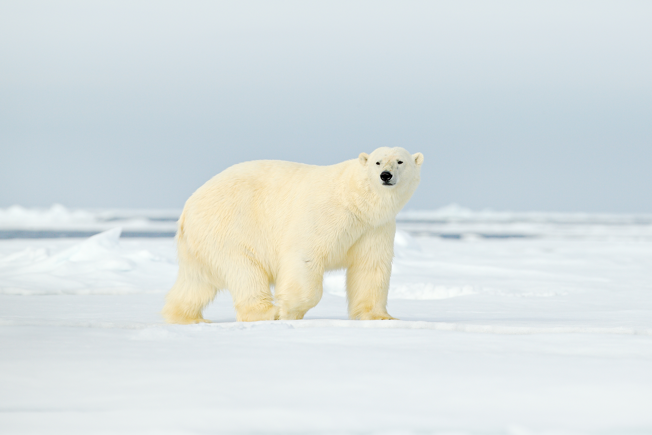 Premieră în Europa: Caz de gripă aviară la un urs polar