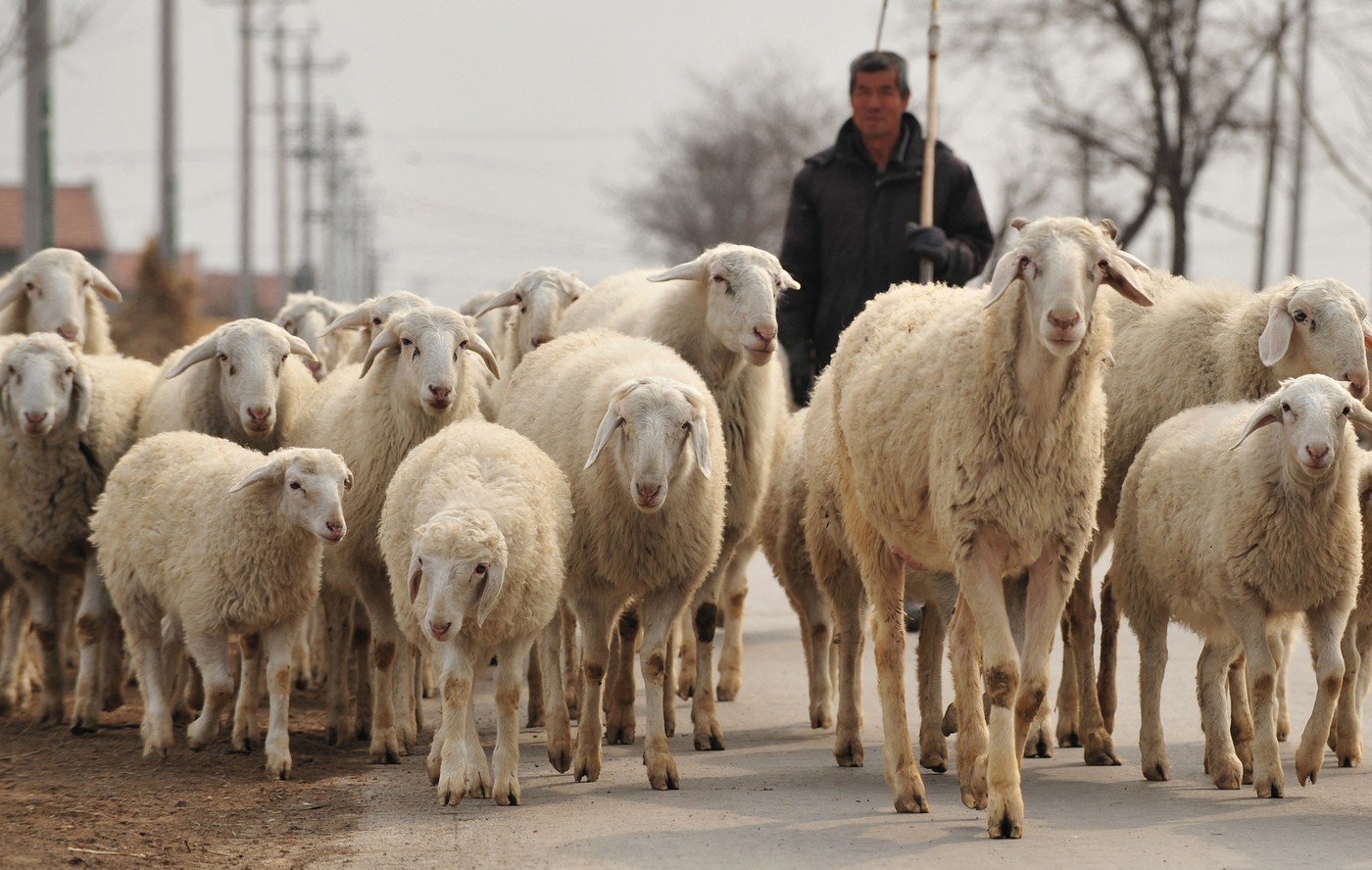 Un anunț de angajare pentru ciobani a strâns milioane de vizualizări și a devenit emblematic pentru problemele Chinei