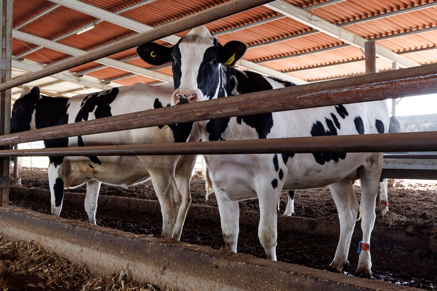 UE privește înspre bălegar pentru a ține sub control prețurile la alimente