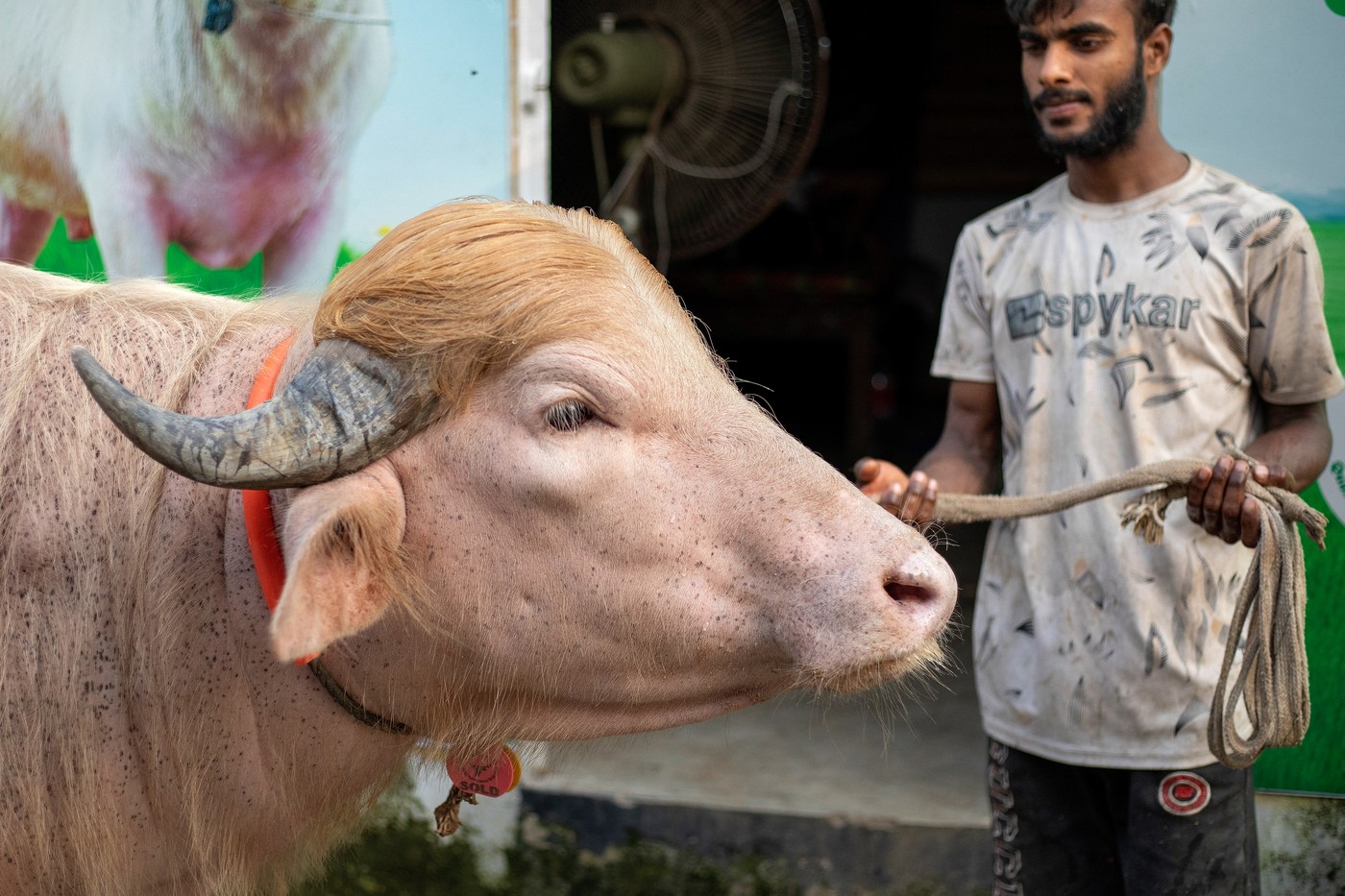 Bivolul „Donald Trump” a devenit o senzație națională în Bangladesh