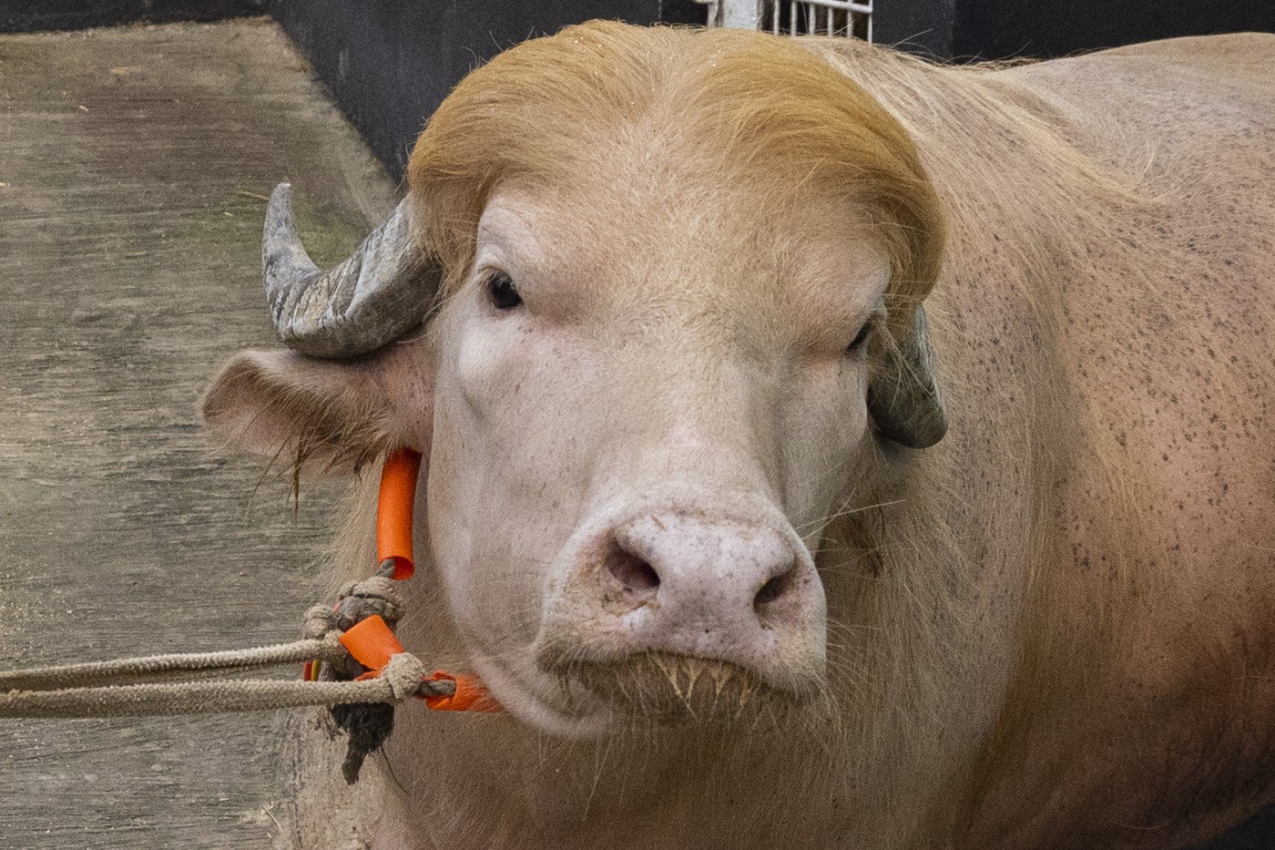 Bivolul „Donald Trump” scapă de sacrificare