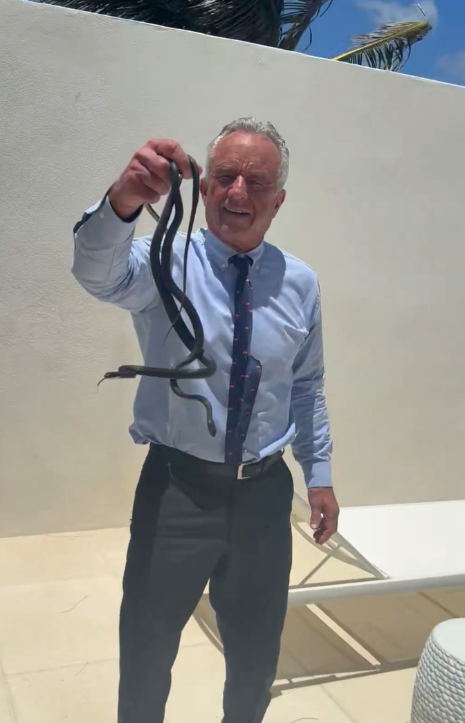 Robert F Kennedy Jr, filmat în timp ce apucă doi șerpi cu mâinile goale. „Bobby, te rog, dă-le drumul”