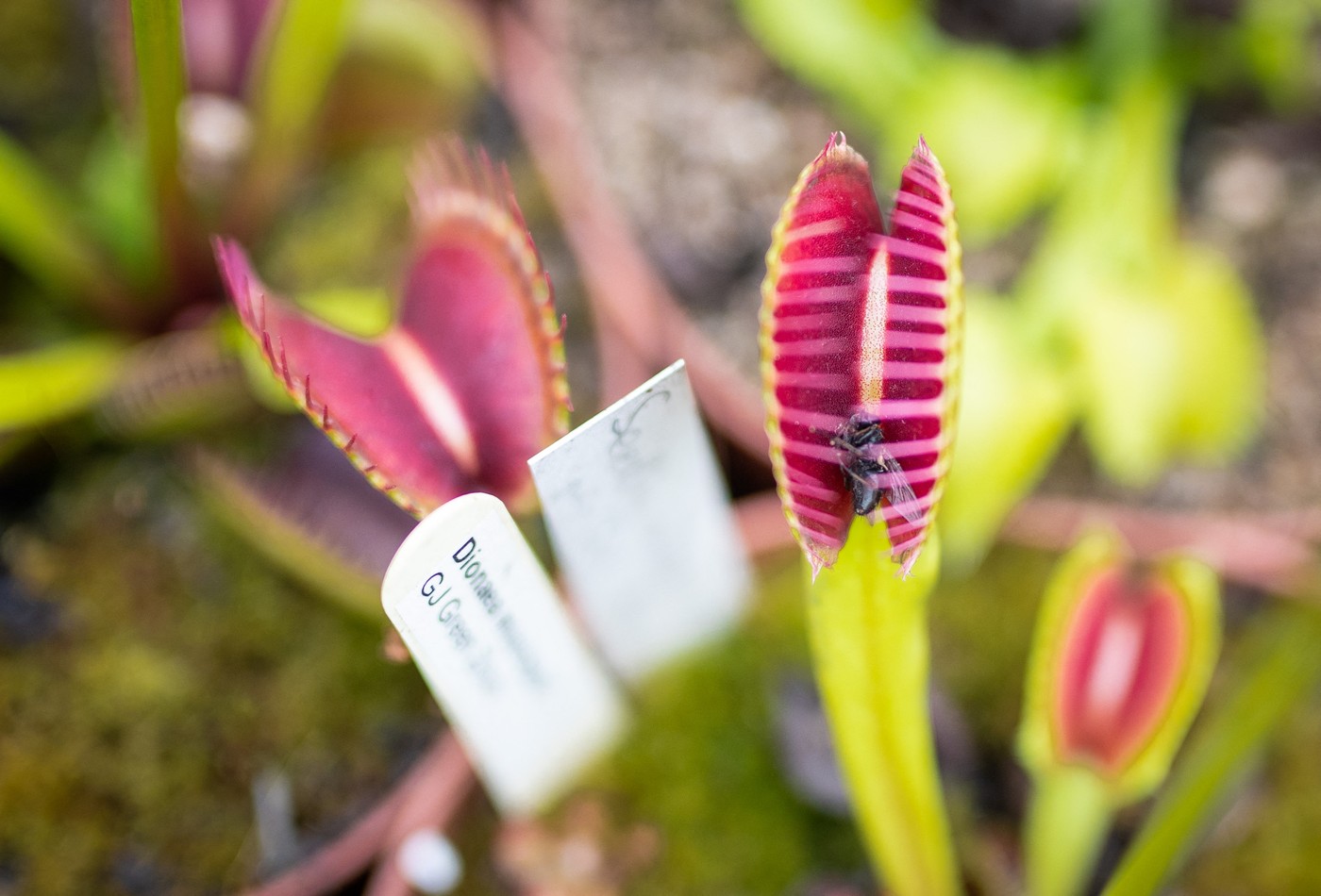 Planta care poate inspira robotica viitorului. Cercetătorii 