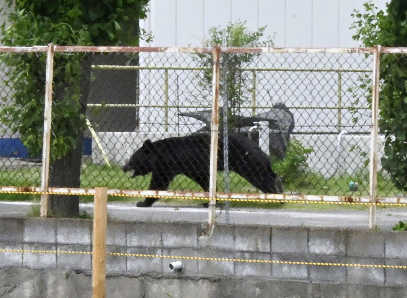 Mobilizare amplă în Japonia pentru prinderea unui urs