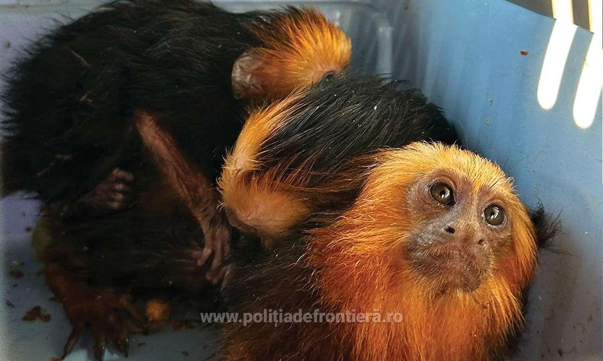 Patru maimuțe fără acte, descoperite la Vama Moravița