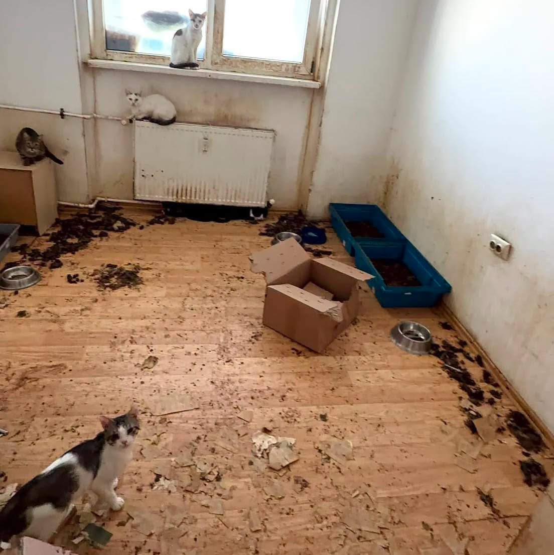 FOTO. Imagini de groază din locuința din București unde erau ținute 115 pisici. Animale ascunse și deasupra hotei din bucătărie