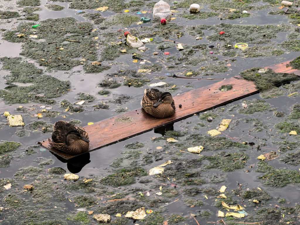 Grămezi de gunoaie și alge. Cum arată Dâmbovița, aproape de centrul Bucureștiului / Explicația autorităților
