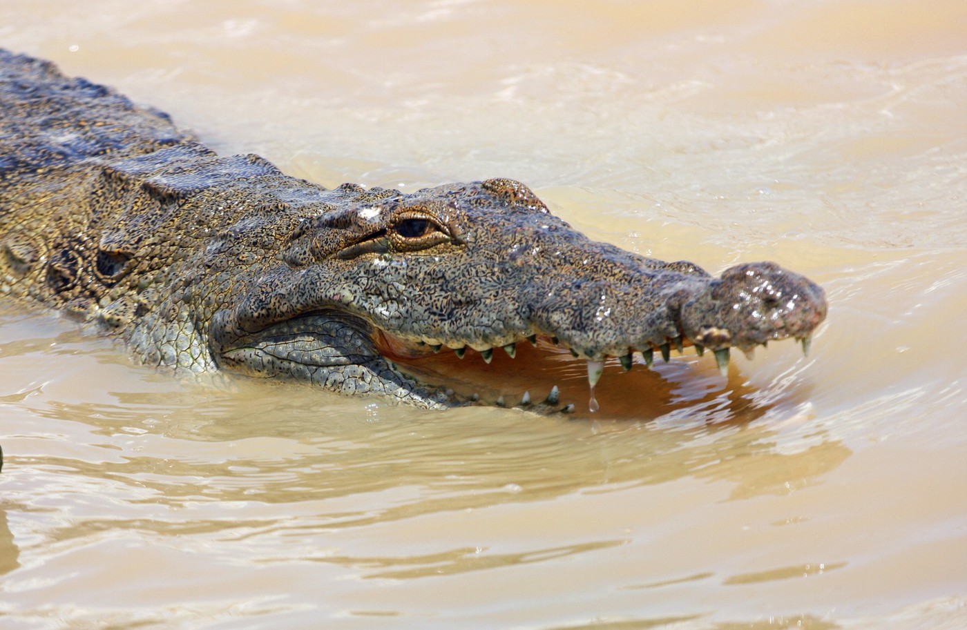 Israelul va folosi crocodili de Nil pentru securitatea penitenciarelor
