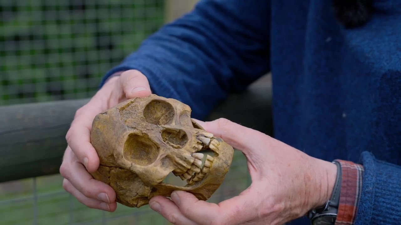 Homo floresiensis era oportunist, nu vânător sofisticat, arată un studiu