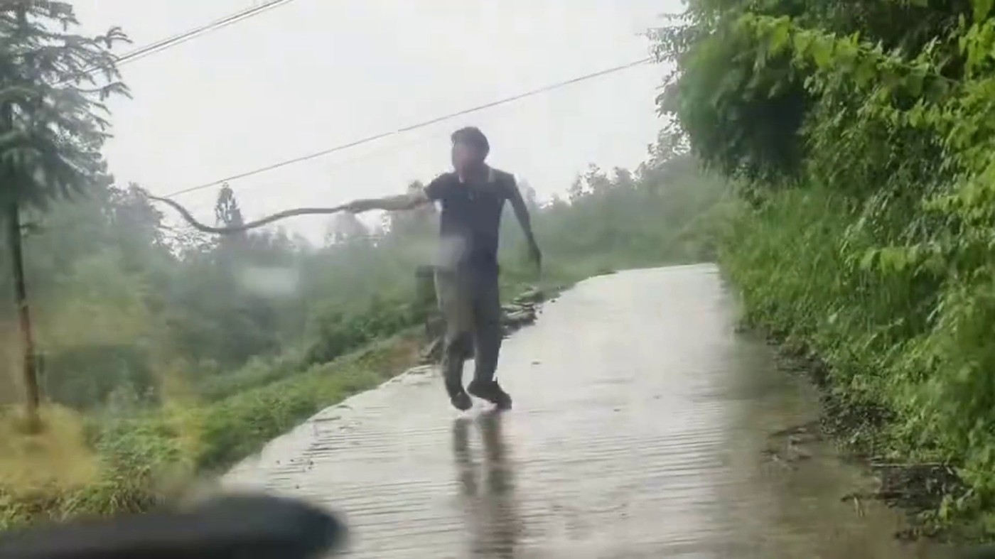VIDEO. Invazia de șerpi veninoși într-un oraș din China. Aici lucrurile au scăpat de sub control