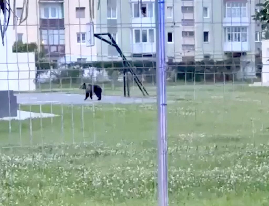 Un urs s-a plimbat prin centrul Sibiului. Mesaj RO-Alert emis la 04.55 dimineața. Unde a fost capturat
