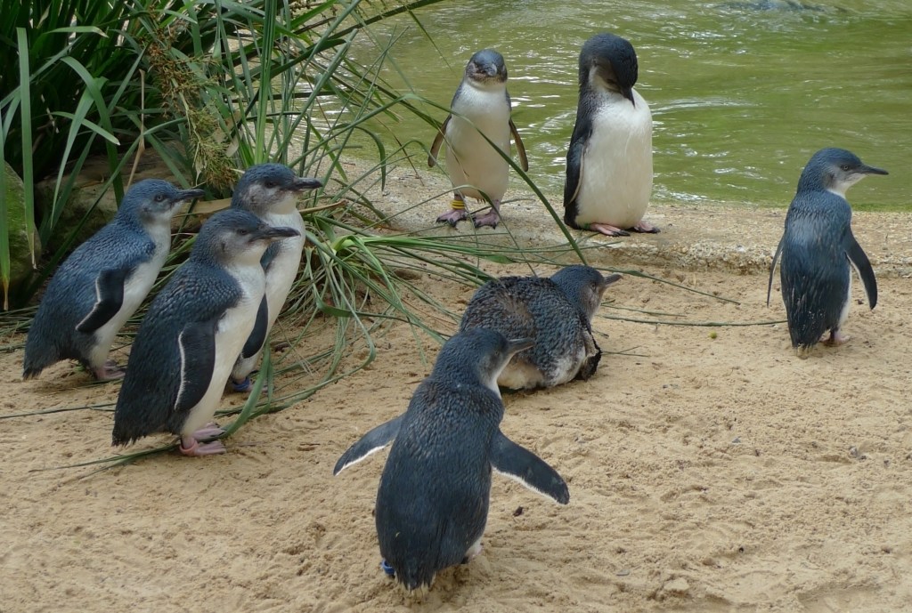 Pinguini pitici din Australia / Foto: Zhukovsky / Dreamstime