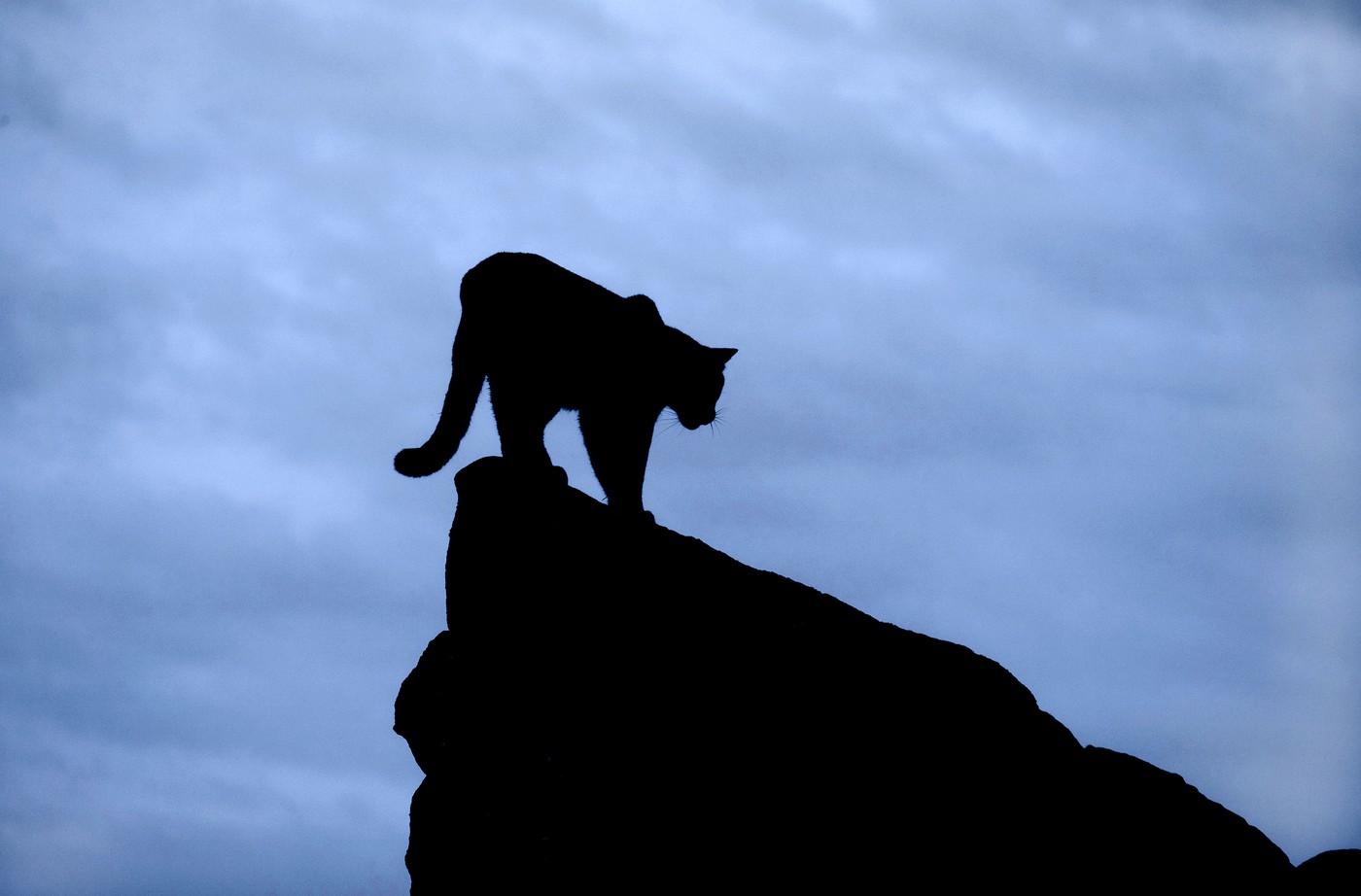 Felină mare, asemănătoare cu o pumă, observată lângă Varșovia
