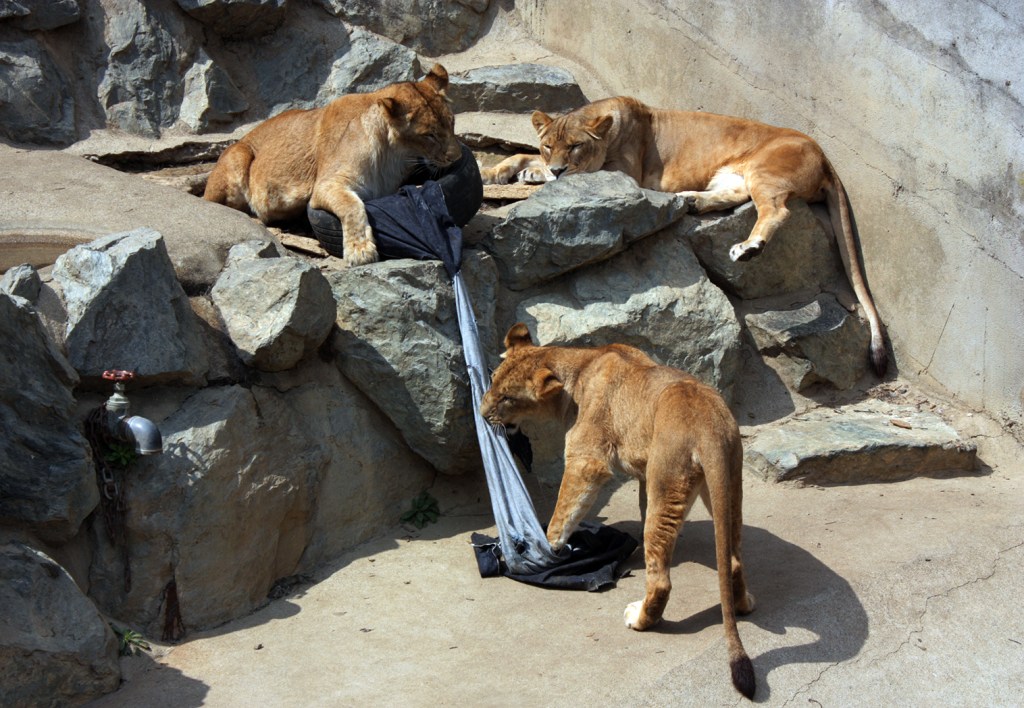Temperaturile au crescut atât de mult în Japonia încât leii sunt în pericol de șoc termic la grădina zoologică din Tokyo