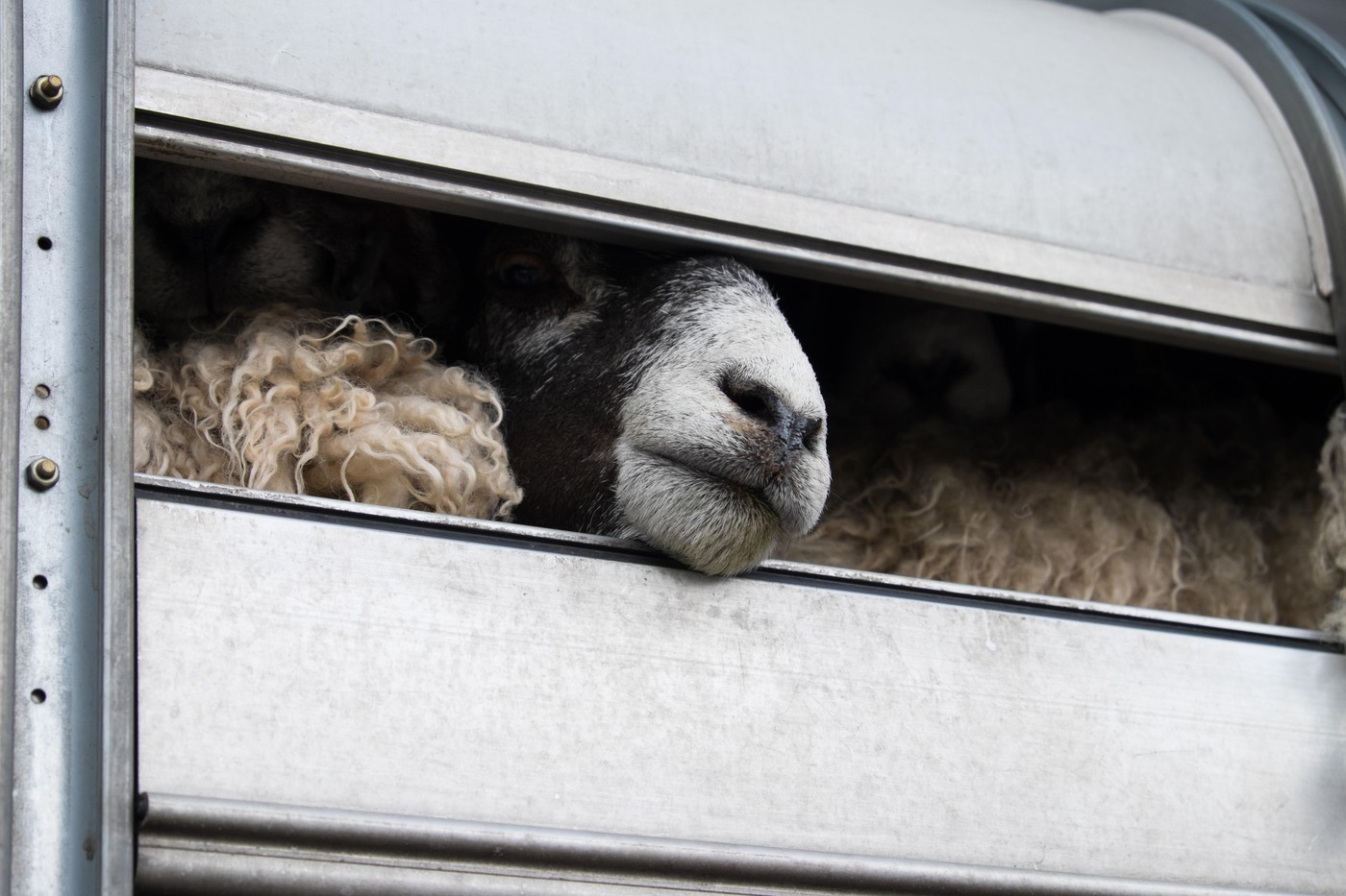 Risc epidemiologic major, după depistarea unui transport ilegal de ovine în Alba. „Până la sosirea inspectorilor DSVSA, 41 de miei au dispărut”