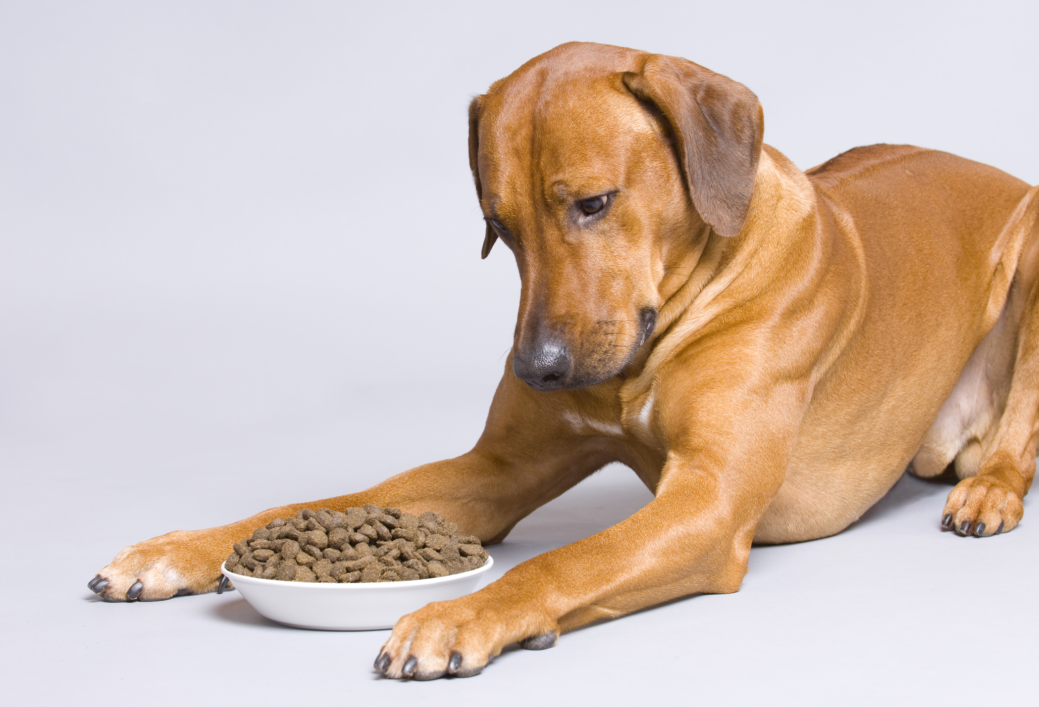 AktivDog va deschide o fabrică de hrană pentru câini la Ocna Sibiului în 2028