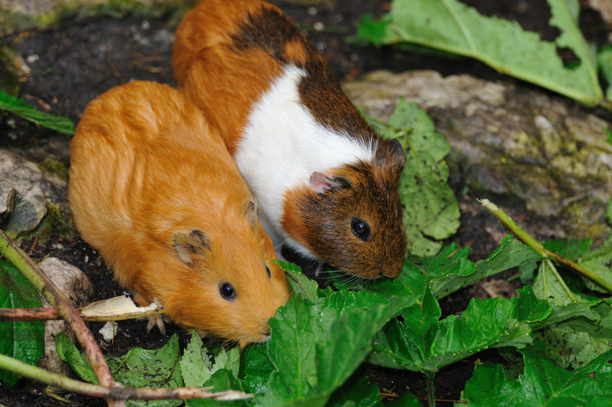 Arestare în Japonia după masacrarea a zeci de hamsteri în hoteluri de dragoste