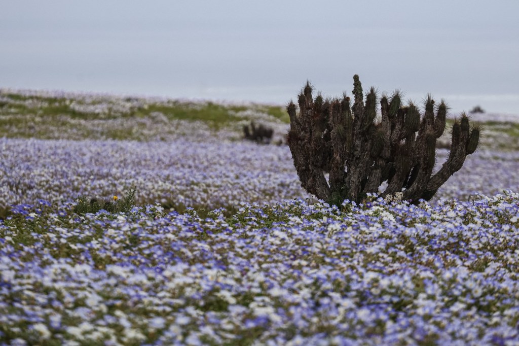 El Nino a adus ploi în Atacama, iar deșertul este acum acoperit de vast covor de flori