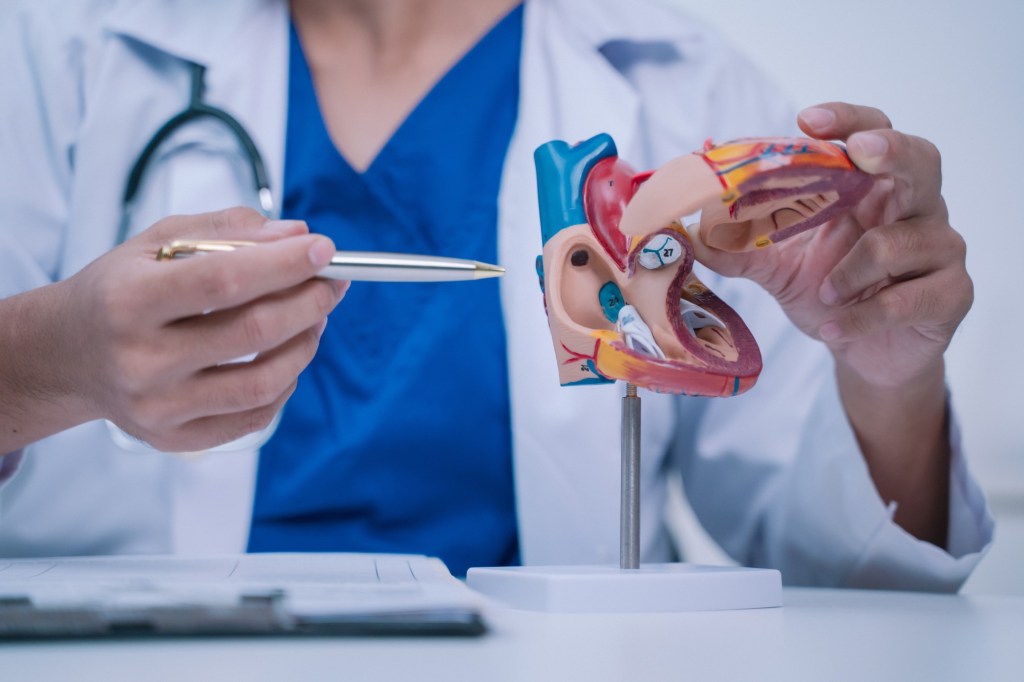 medic care folosește un mulaj al inimii