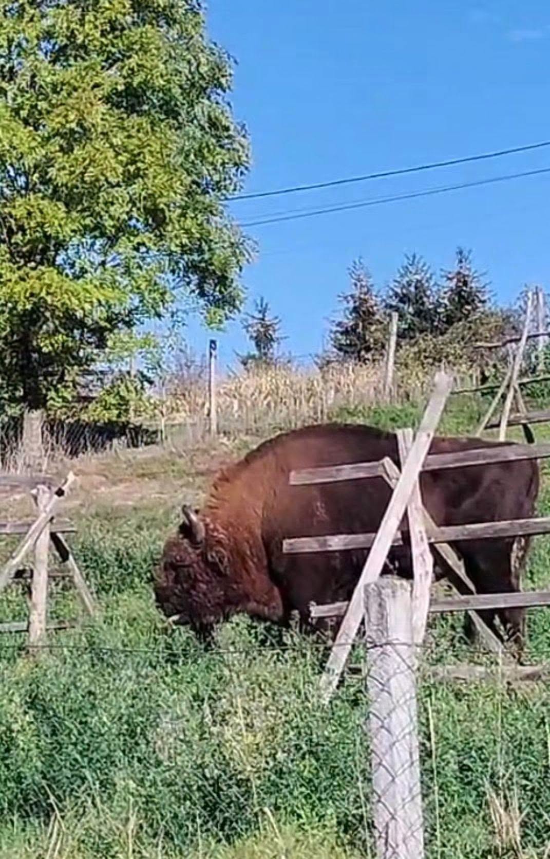 Protected bison found decapitated in Bistrita-Nasaud: Police investigate