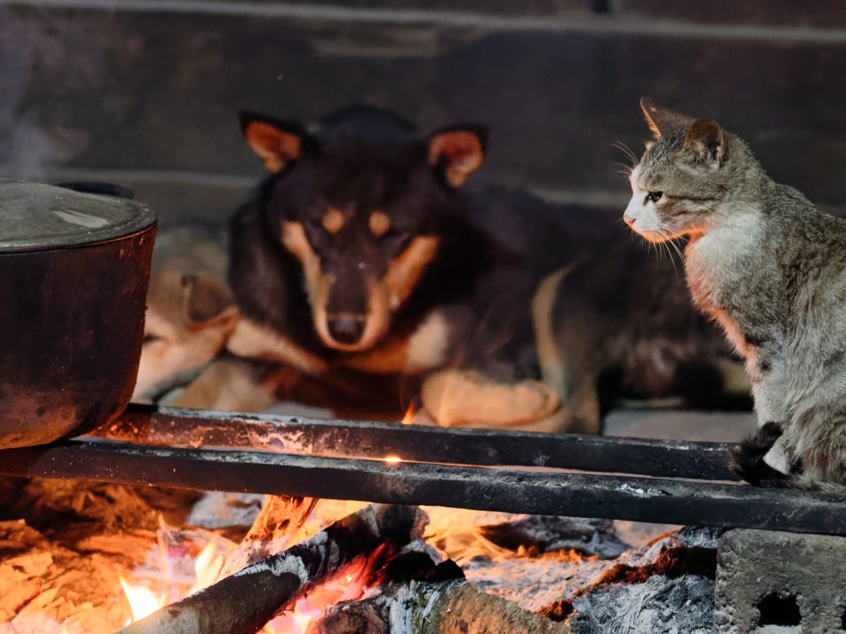 Cum au fost furate 2.700 de pisici, noaptea, în țara în care aceste animale ajung să fie vândute restaurantelor cu 2,4 euro pe kilogram