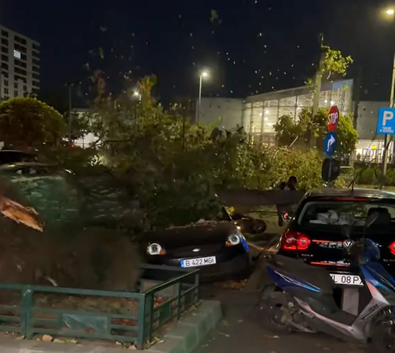 Imagine asociată subiectului: Copac căzut în Sectorul 6 a avariat patru mașini și un scuter