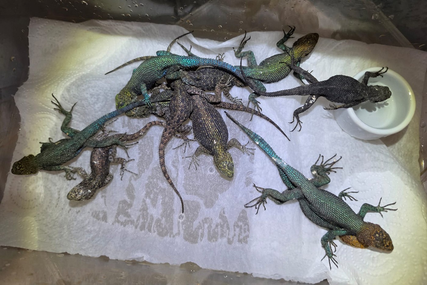 Vameșii germani au găsit 92 de reptile în valiza unui turist mexican