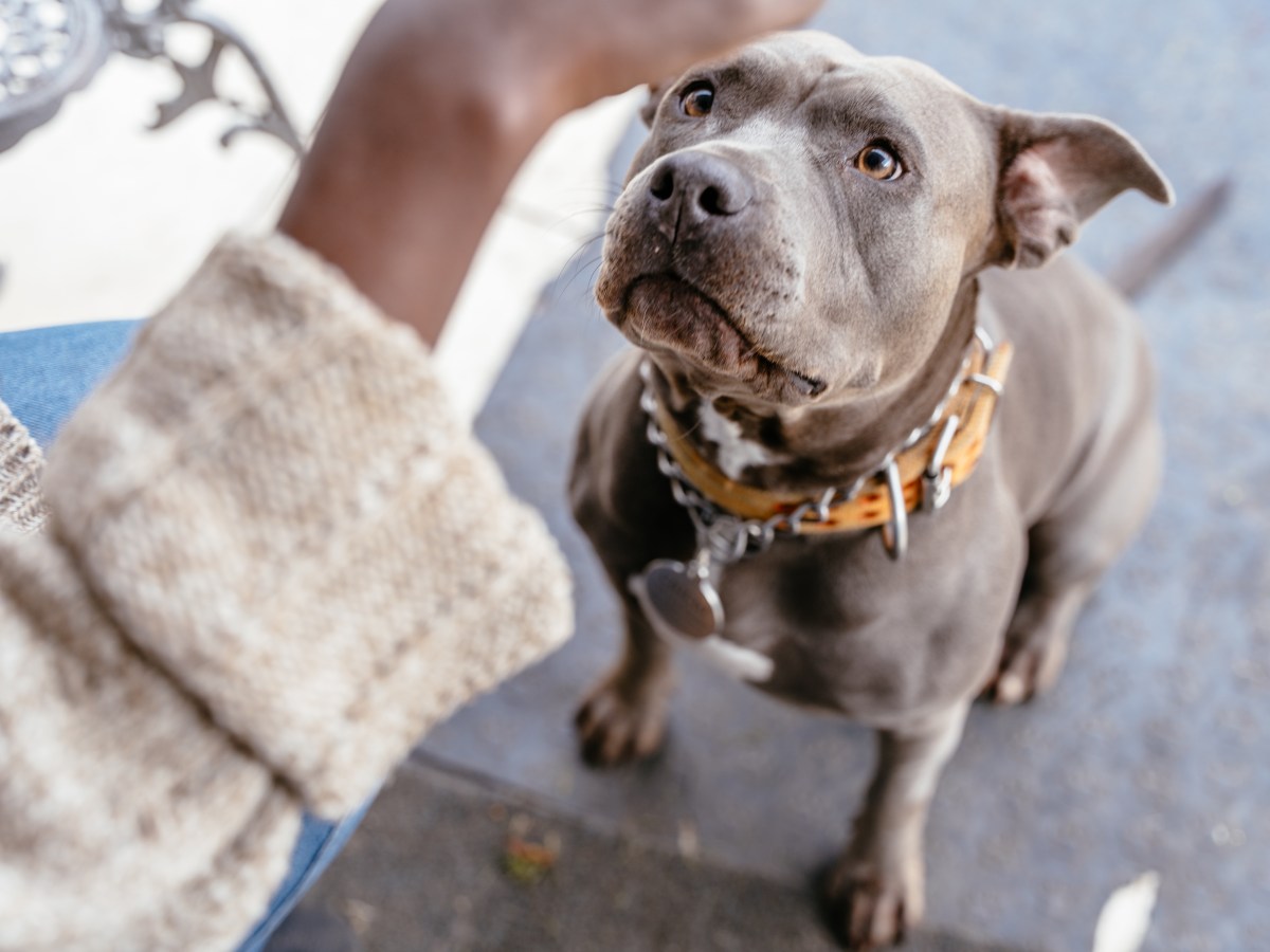 Iubitorii de Pitbulli și prejudecățile: „Există percepția foarte proastă că dacă ai Pitbull, ești golan” / Cum e să crești un câine care poate ajunge să te dreseze el pe tine